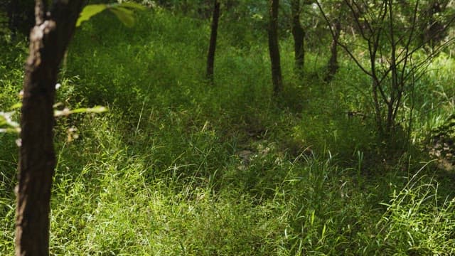 밀림을 비추는 햇빛