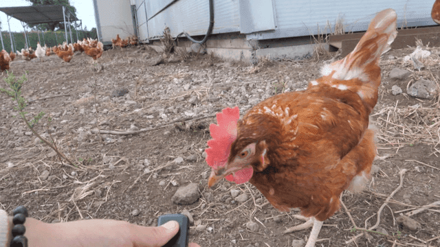 농장 건물 근처에서 사람 손을 부리로 쪼는 닭
