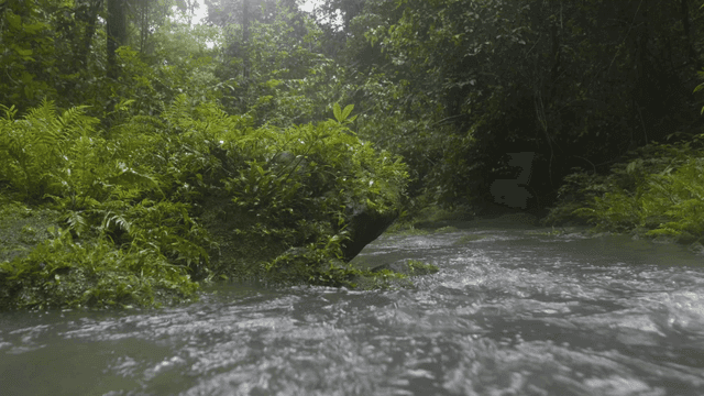 푸른 숲을 흐르는 고요한 강