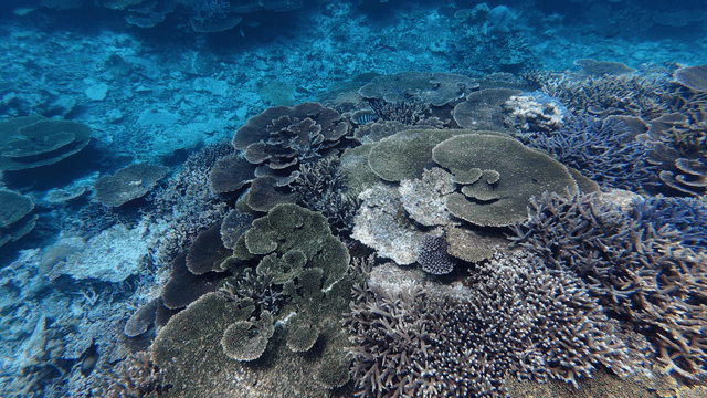 Vibrant coral reef under the sea