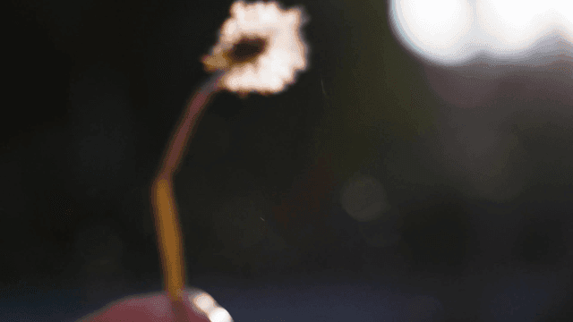 Dandelion seeds in the gentle breeze