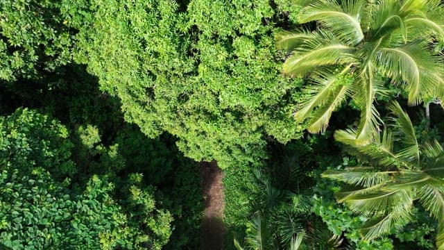 Dense forest full of greenery on a sunny day