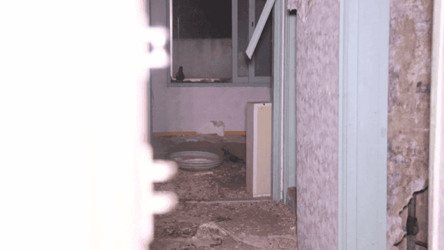 비둘기가 있는 버려진 방