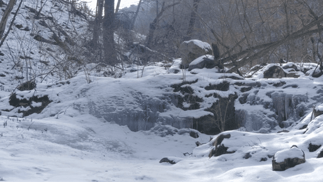 눈 덮인 바위와 나무가 있는 숲