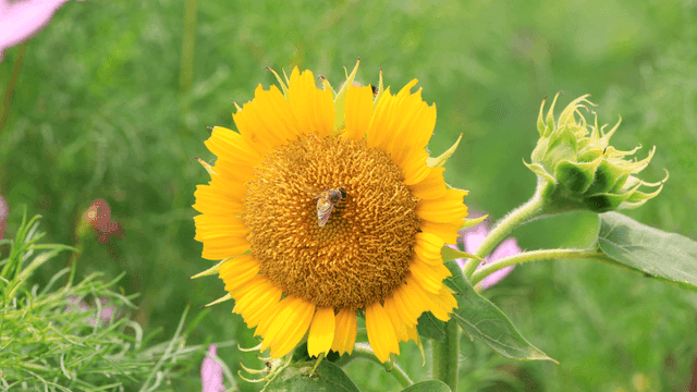 해바라기 꽃위에 앉은 꿀벌 한 마리