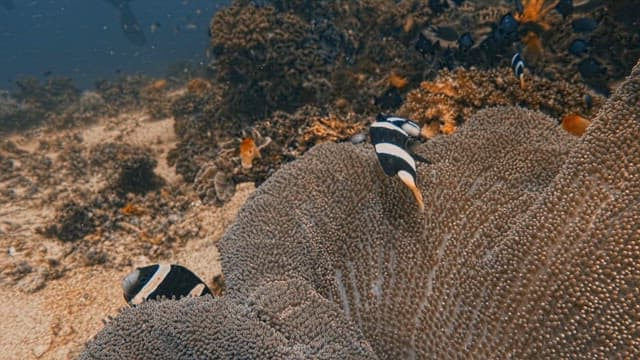 Clownfish among Carpet Sea Anemones