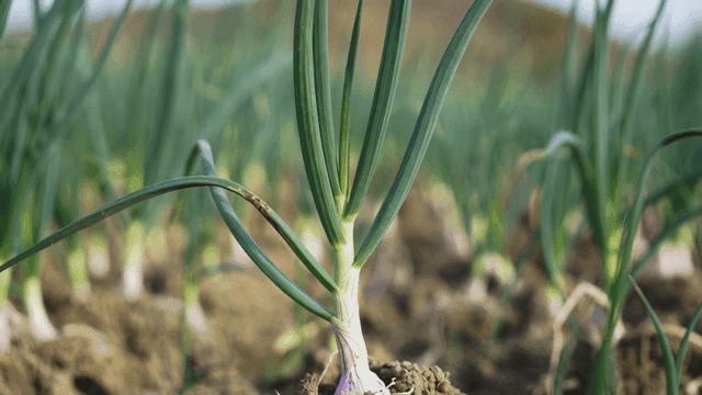 Large scallions grown in field