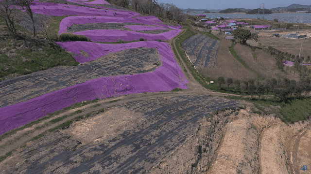 Field covered with purple cloth near coast.