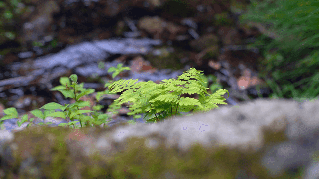 시냇가에 자라는 녹색 잎들