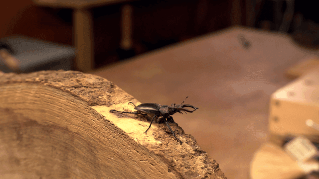 실내 나무 위의 사슴벌레