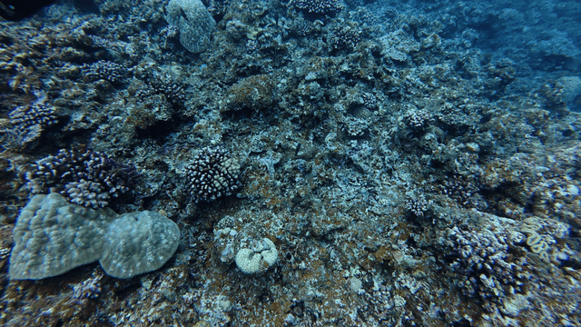 Underwater coral reef with diverse marine life