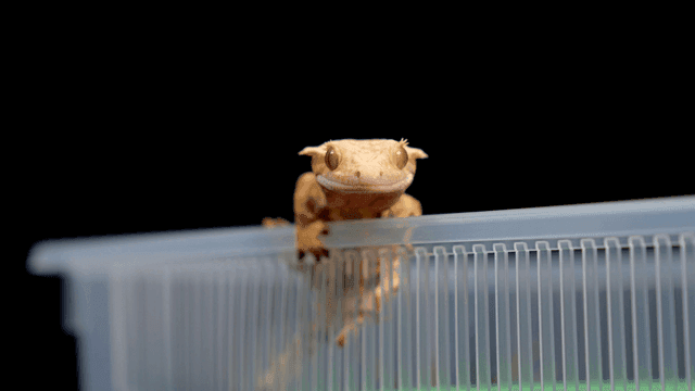 플라스틱 용기에 앉아 있는 게코 도마뱀