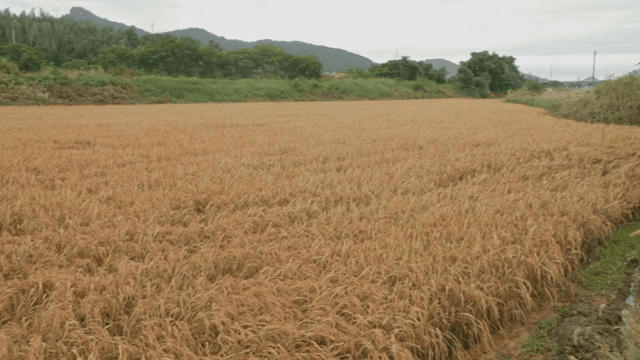 주변 녹지가 있는 넓은 논