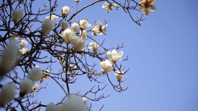 가지에 핀 목련 꽃