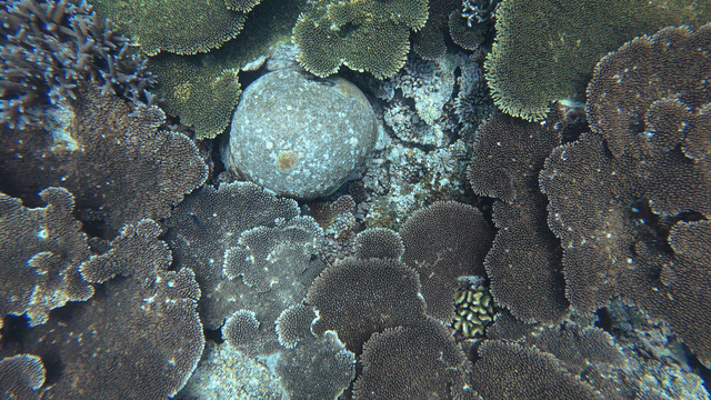 Colorful coral reef tropical underwater