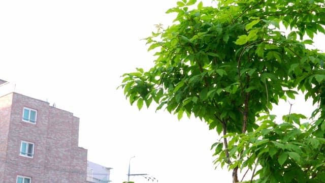 Tree with green leaves next to a building