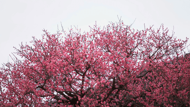 Tree full of vivid pink flowers