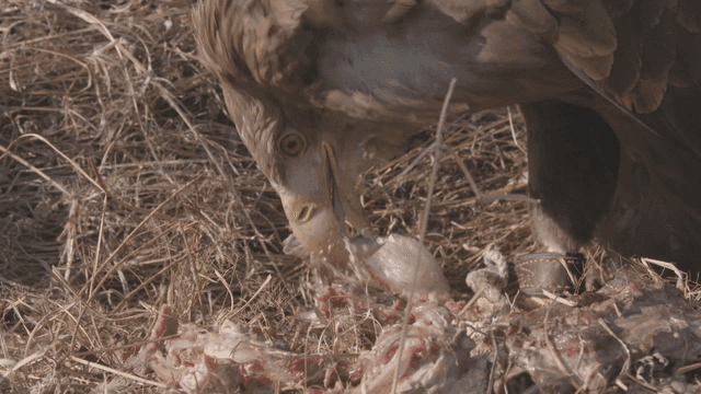 Eagle pecking food on dry grassland