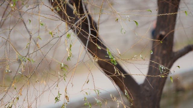 공원에서 드문드문 잎이 있는 나뭇가지