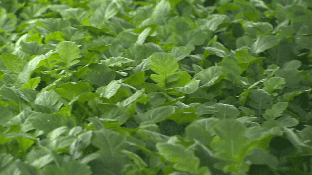 무성한 열무 잎들