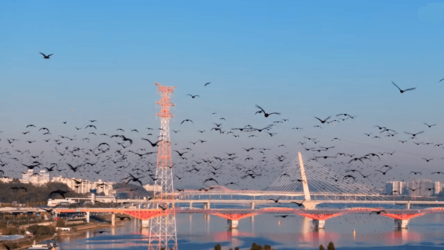 다리 위 강을 날아가는 새들