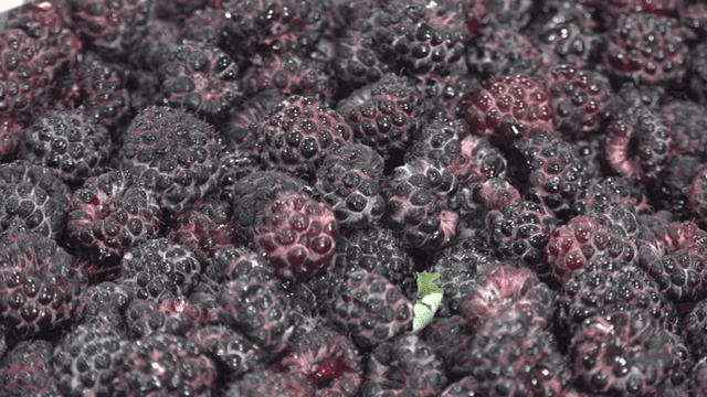 Fresh black raspberries