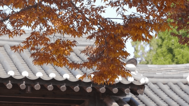 가을 단풍과 전통 한옥