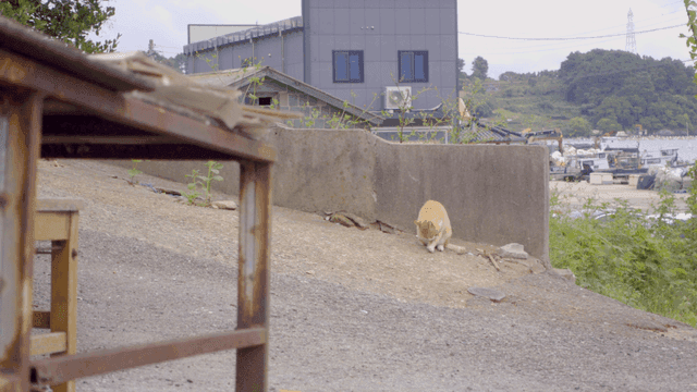 건물 근처 경사면에 앉아 있는 고양이
