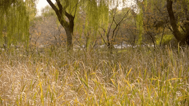 Serene forest with tall grass