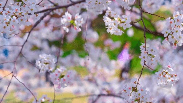 산책로 옆 만개한 벚꽃