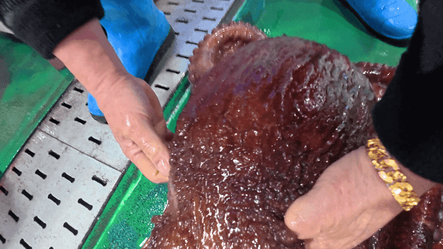 Person lifting large octopus on green floor