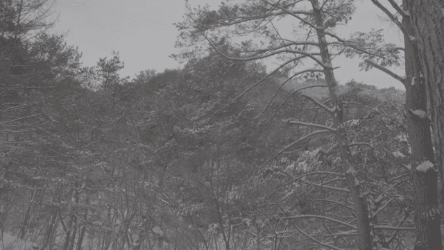 Snow-covered forest with tall trees