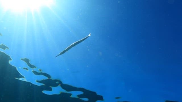 햇살 가득한 바다 속 우아한 물고기