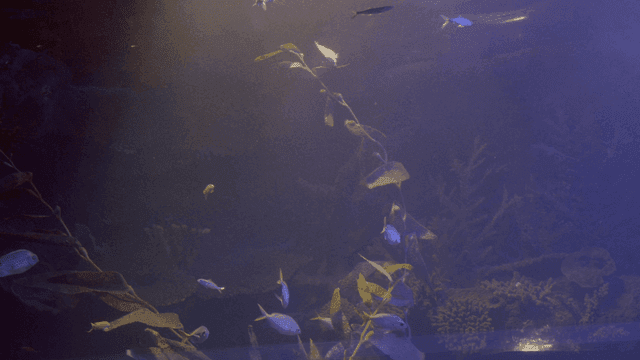 Fish swimming in dark aquarium