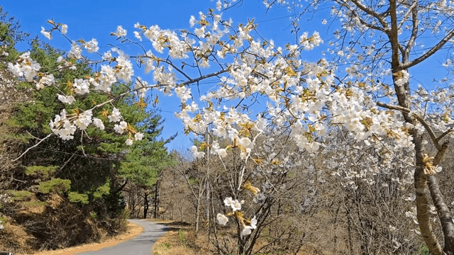 맑은 하늘 아래 길가에 핀 벚꽃