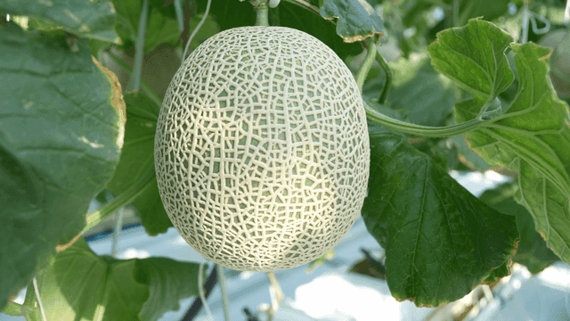Ripe melons hanging in greenhouse