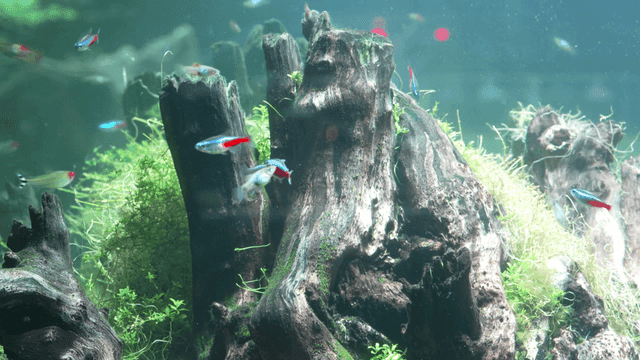 Colorful fish swimming around driftwood