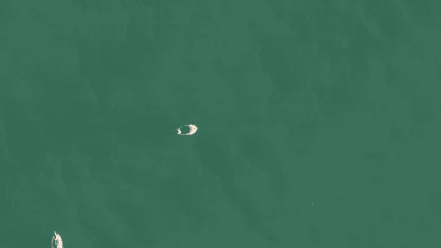Birds floating on a calm green sea