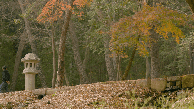 Stone lantern standing in quiet forest
