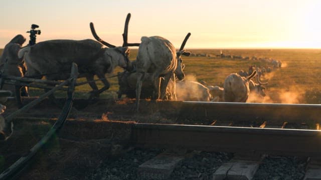 Reindeer in a Field at Sunset