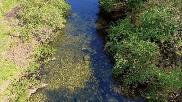 Clear river flowing through lush greenery