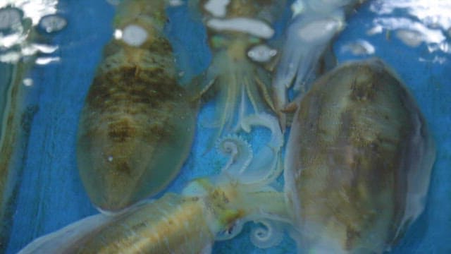 Fresh Cuttlefish in a Tank