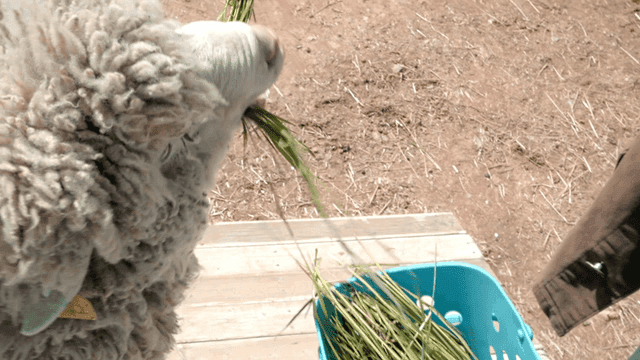 Sheep eating grass from basket
