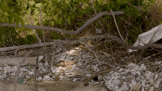 A person cleaning up litter in the forest