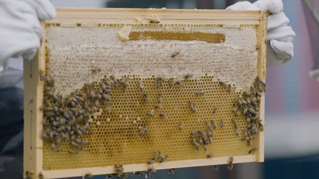 Beekeeper Inspecting Honeycomb Frame