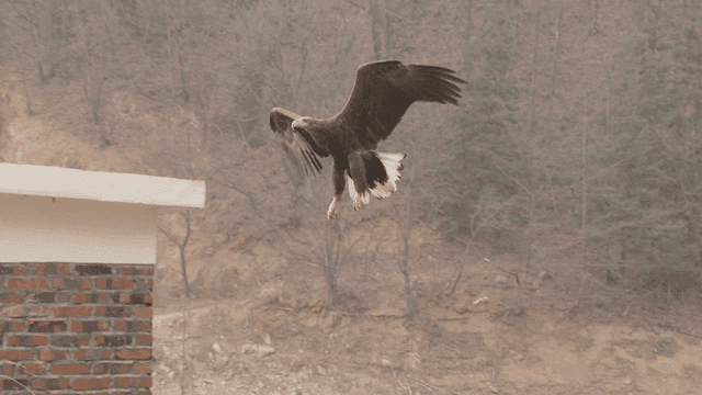 White-tailed eagle flying over a lake and landing