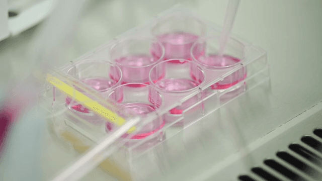 실험실에서 시험관에 담긴 분홍색 액체