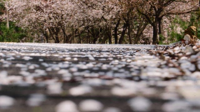 Cherry blossom petals falling in the spring breeze