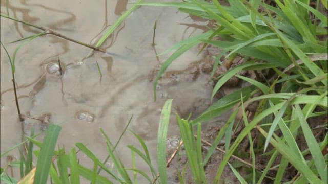 Movement of the albino swamp eel living in the freshwater