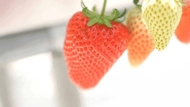 Ripe strawberries and unripe strawberries
